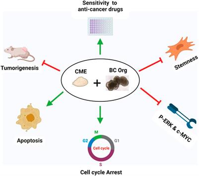 Anti-cancer activity of Chaga mushroom (Inonotus obliquus) against dog bladder cancer organoids